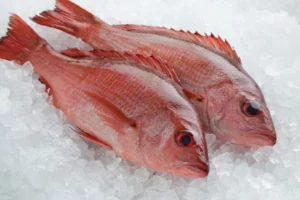 Fresh red fish(2 big pieces)