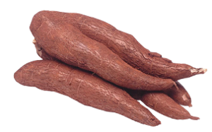 Cassava