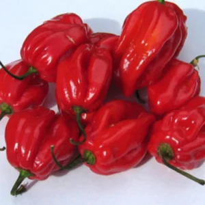 Red pepper(olonka)