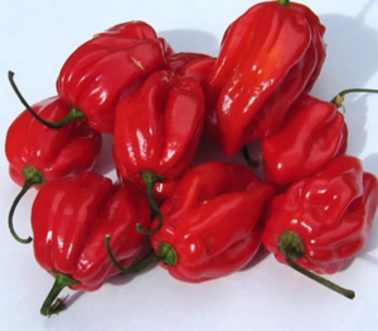 Red Pepper