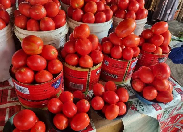 A bucket of fresh Navorogo tomatoes