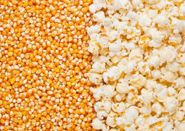 Yellow Corn (popcorn) 1 olonka